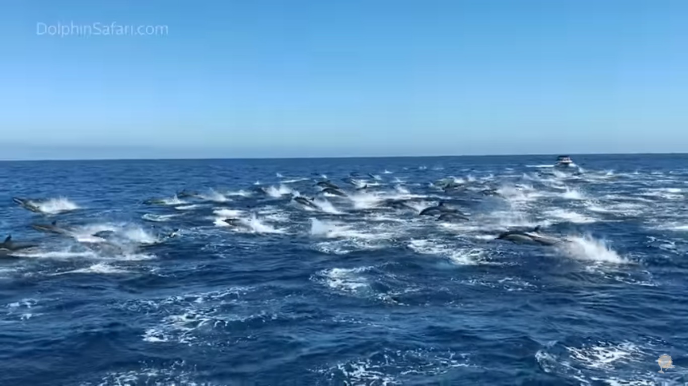 Lee más sobre el artículo California: Mira esta fascinante estampida de 300 delfines frente a la costa 🐬