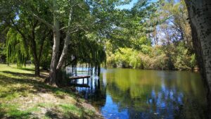 Lee más sobre el artículo 29 de agosto: Día del Árbol  🌲🌳