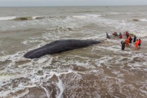Lee más sobre el artículo Murió una enorme ballena encallada cerca de Mar del Plata 🐋