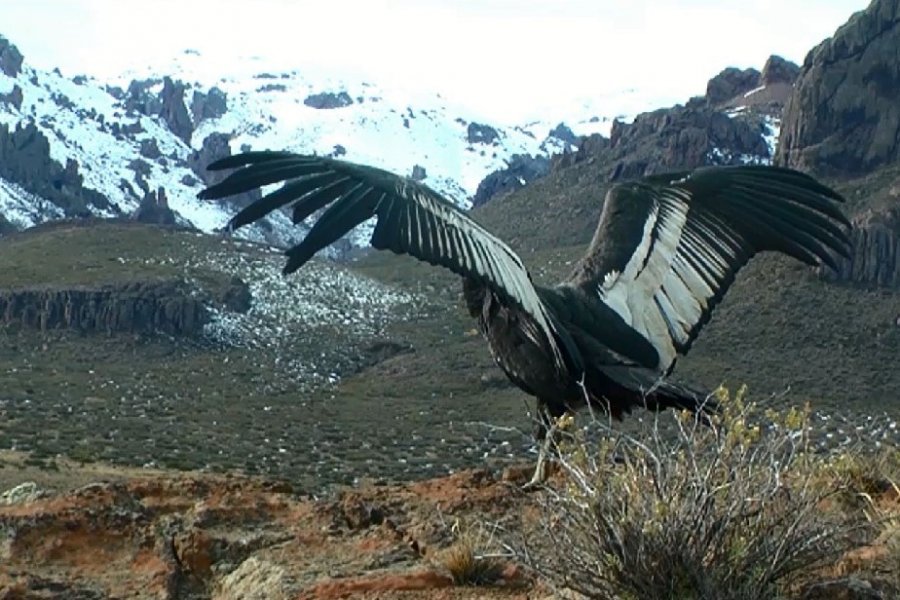 Lee más sobre el artículo Liberaron un cóndor recuperado de intoxicación 🦅