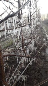 Lee más sobre el artículo Enterate de las temperaturas bajo cero en las zonas del Alto Valle y Valle Medio 🥶❄🌡