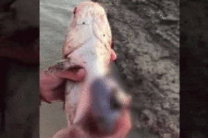 Lee más sobre el artículo Video: pescadores encontraron algo perturbador en el río Paraná 🎣😲