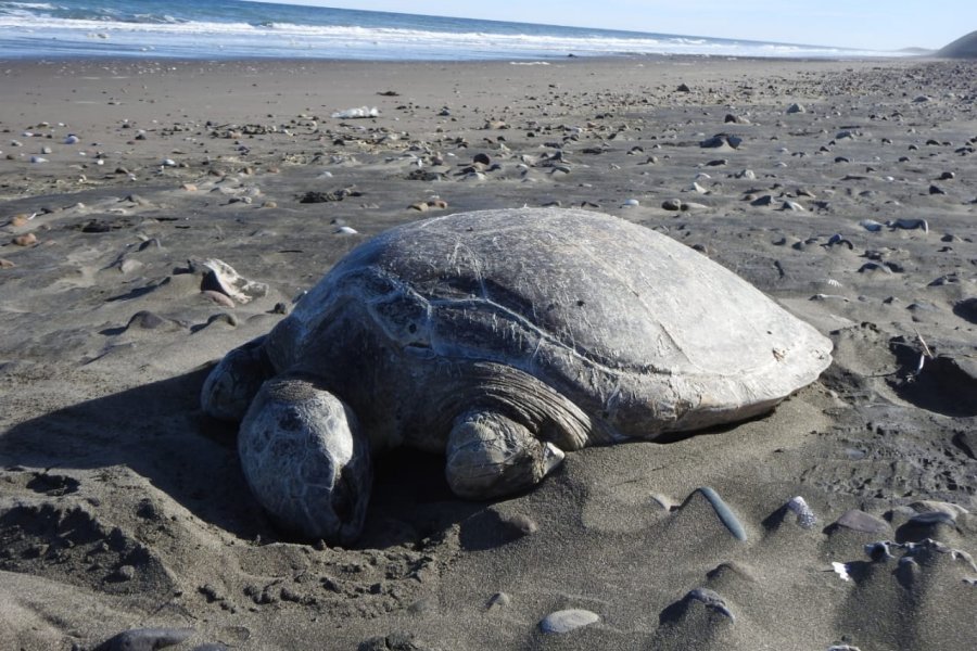 En este momento estás viendo Un pescador encontró una Tortuga Marina sin vida en la playa 🐢