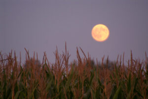Lee más sobre el artículo La extraña “luna de maíz” se podrá ver hoy a la noche 🌕