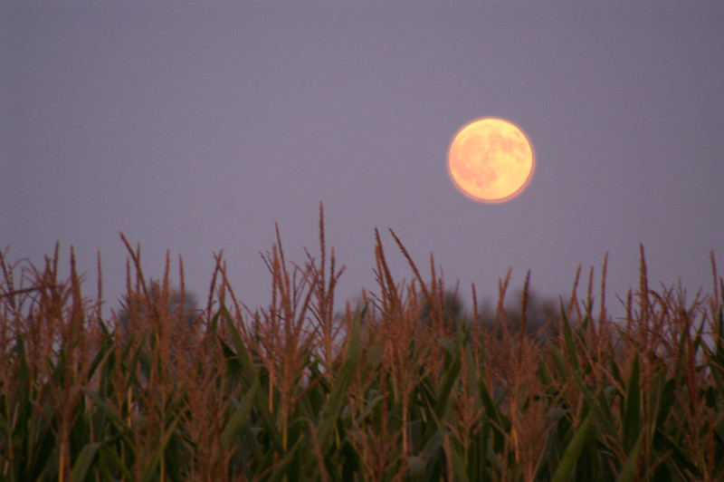 En este momento estás viendo La extraña “luna de maíz” se podrá ver hoy a la noche 🌕