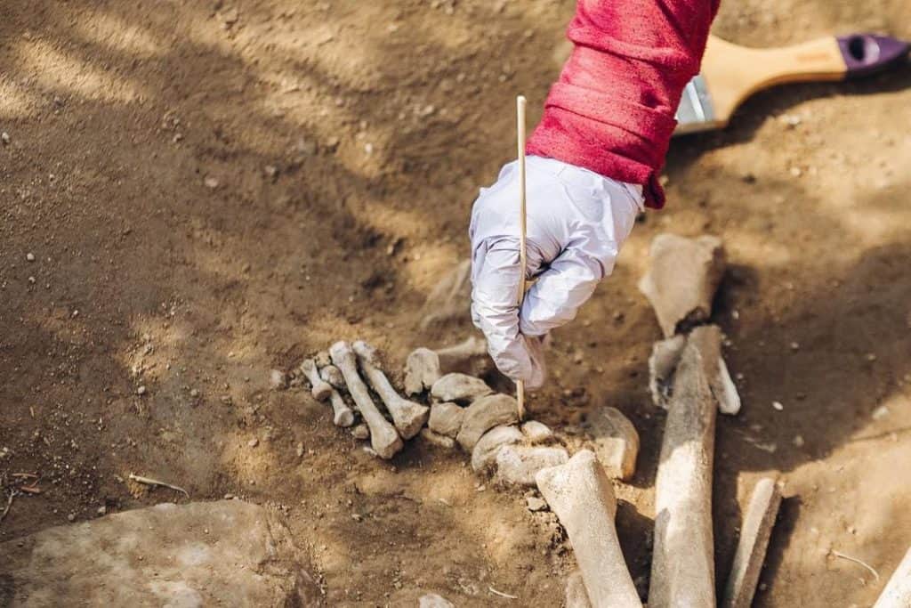 Lee más sobre el artículo Jardinero excavó un poco más de lo normal y descubrió una ‘familia’ neolítica de 7000 años 🦴☠