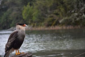 Lee más sobre el artículo Hoy es el Día Nacional del Ave 🦆🦉🐦