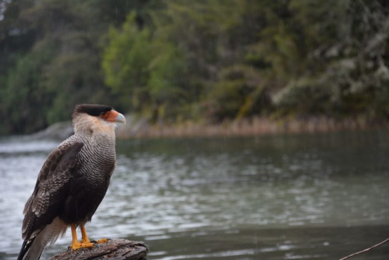 En este momento estás viendo Hoy es el Día Nacional del Ave 🦆🦉🐦