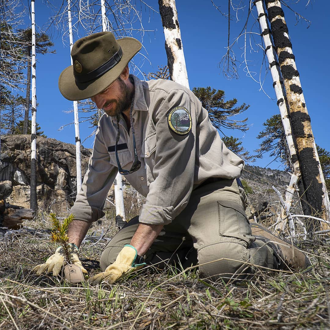 En este momento estás viendo Parque Nacional Lanín: se plantaron 300 ejemplares de araucaria 🌱
