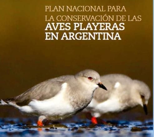 Lee más sobre el artículo Presentaron un Plan Nacional para la conservación de las aves playeras 🦜