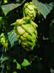 Lee más sobre el artículo Expertos destacan que lúpulo patagónico es de  «nivel internacional» 🍻
