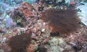 Lee más sobre el artículo Descubrieron un de arrecife coral más grande que el Empire State de más de 20 millones de años 🐠🐡