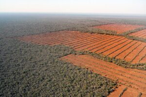 Lee más sobre el artículo Desastre medioambiental: en los últimos 20 años la deforestación de bosques nativos chaqueños equivale a tres veces la provincia de Tucumán 😲