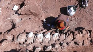 Lee más sobre el artículo Neuquén: Sorprendente hallazgo de restos de dinosaurio que podría ser el más grande de la historia 🦕