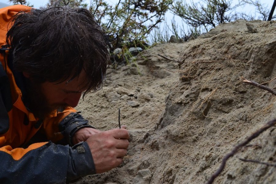 En este momento estás viendo Descubren un nuevo dinosaurio carnívoro en Río Negro de 70 millones de años de antigüedad 🦖