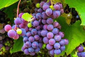 Lee más sobre el artículo Convenio para impulsar el Turismo del Vino en Argentina