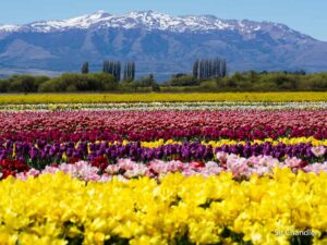 Lee más sobre el artículo TREVELIN: Cuándo empieza la temporada de tulipanes 2023?