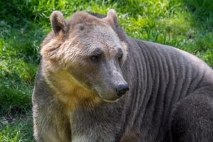 Lee más sobre el artículo Nueva especie de oso híbrido provocada por la emergencia climática