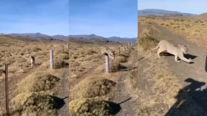 Lee más sobre el artículo VIDEO. Turista salió a caminar por el monte y se topó con dos ejemplares de puma