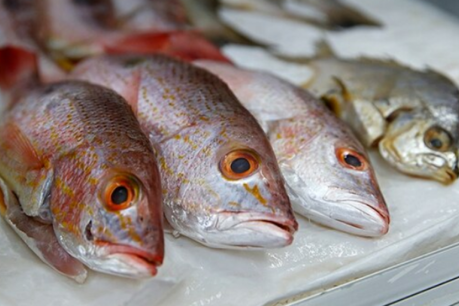 Lee más sobre el artículo Recomendaciones para el consumo y venta de pescado durante la Semana Santa