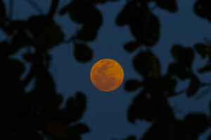 Lee más sobre el artículo Así se vio el espectacular eclipse total con luna de sangre