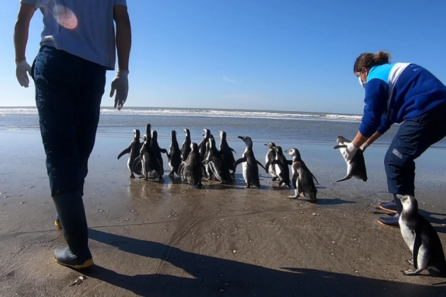 Varios pingüinos hallados en estado de desnutrición regresaron al mar luego de ser rehabilitados