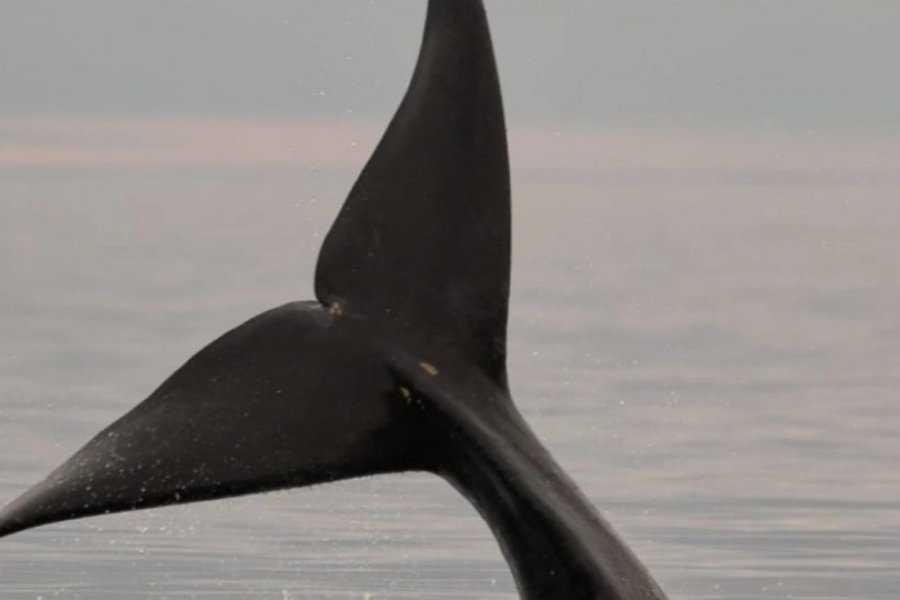 Lee más sobre el artículo Video. Llega la temporada de ballenas a Puerto Madryn