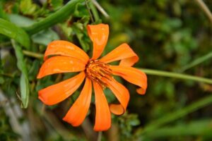 Lee más sobre el artículo Hoy es el día de la Mutisia, la Flor de la Provincia del Neuquén