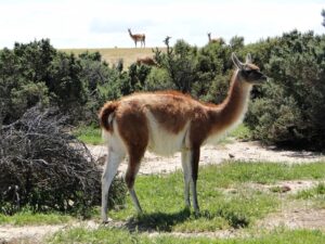 Lee más sobre el artículo Hoy conocemos un poquito más sobre el guanaco