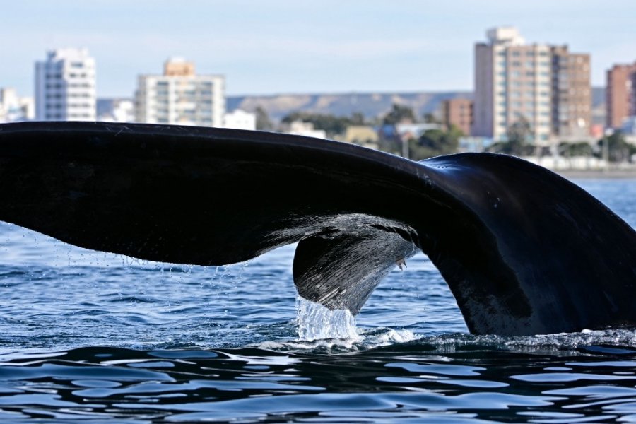 En este momento estás viendo El 15 de junio inicia la temporada de ballenas en Chubut