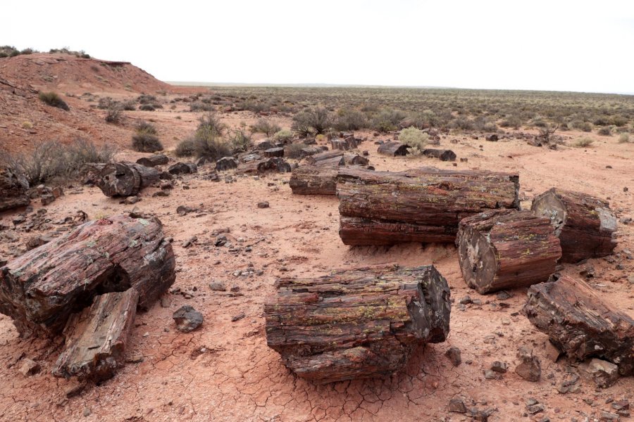 En este momento estás viendo Bosque petrificado El Sauce: autoridades locales piden que sea declarado patrimonio cultural e histórico