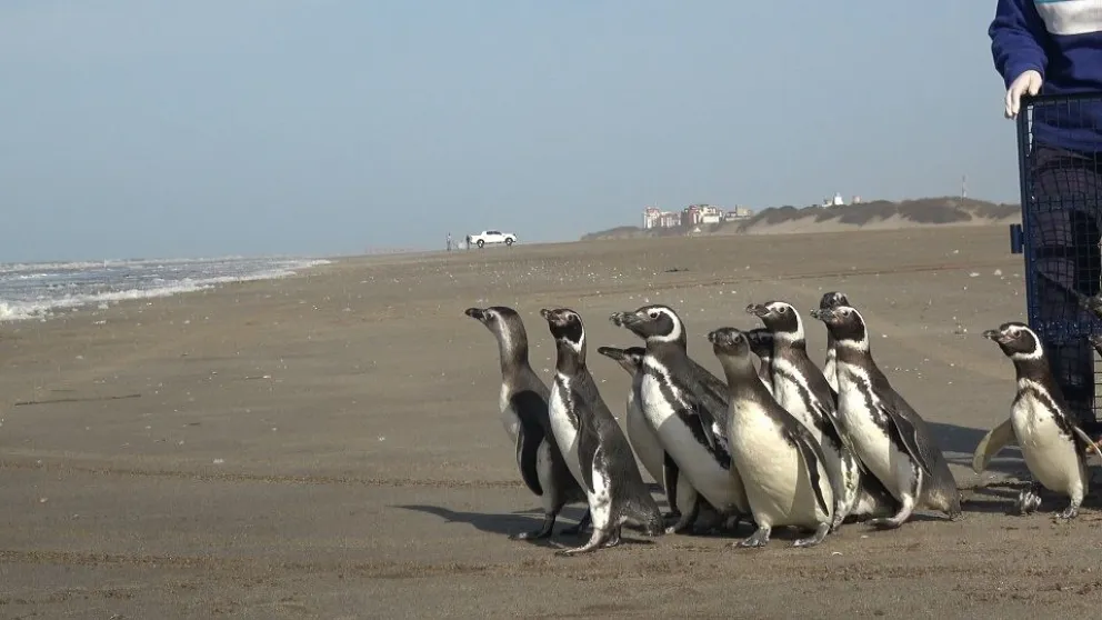 Lee más sobre el artículo Vuelven al mar:  15 pingüinos fueron rescatados con desnutrición, empetrolamiento e ingesta de plástico