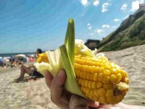 Lee más sobre el artículo El choclo, el lujo inesperado de las playas de Mar del Plata