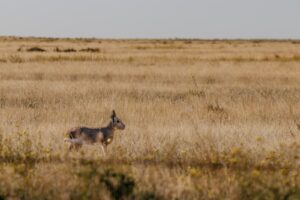 Lee más sobre el artículo Un viaje a la biodiversidad: descubriendo la fauna de las costas del norte rionegrino