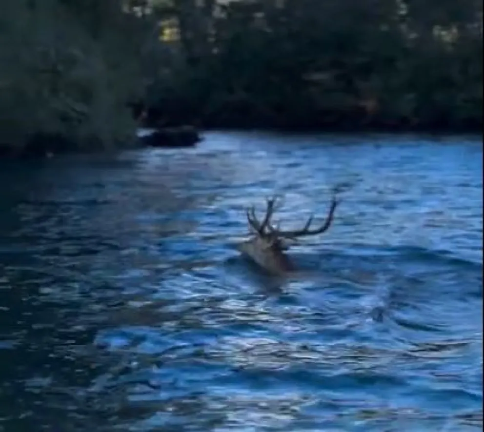 ¡Impactante escena en la Patagonia! Un ciervo colorado cruzó nadando el Lago Paimún y el video se volvió viral