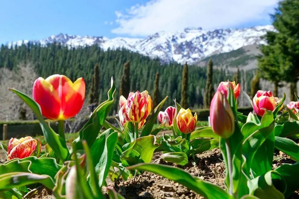 Los tulipanes vuelven a Huinganco: una primavera para descubrir el norte neuquino